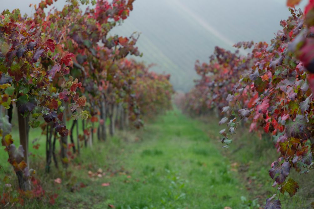 Vigne di Grasparossa ; vitigno autoctono del modenese