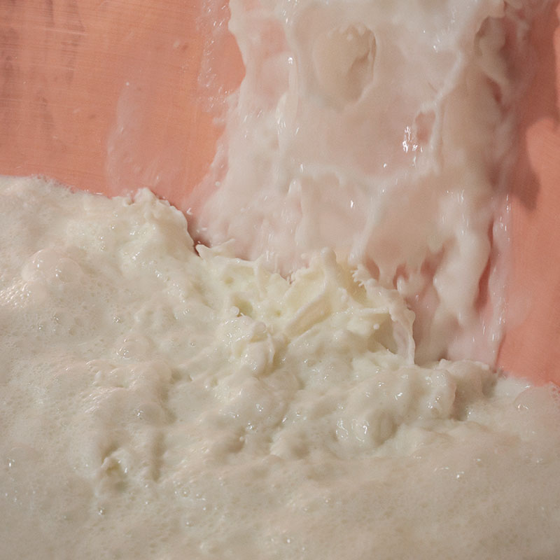 Milch zur Herstellung von Parmigiano Reggiano