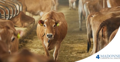 Perché il Latte di Vacca Bruna è così pregiato?